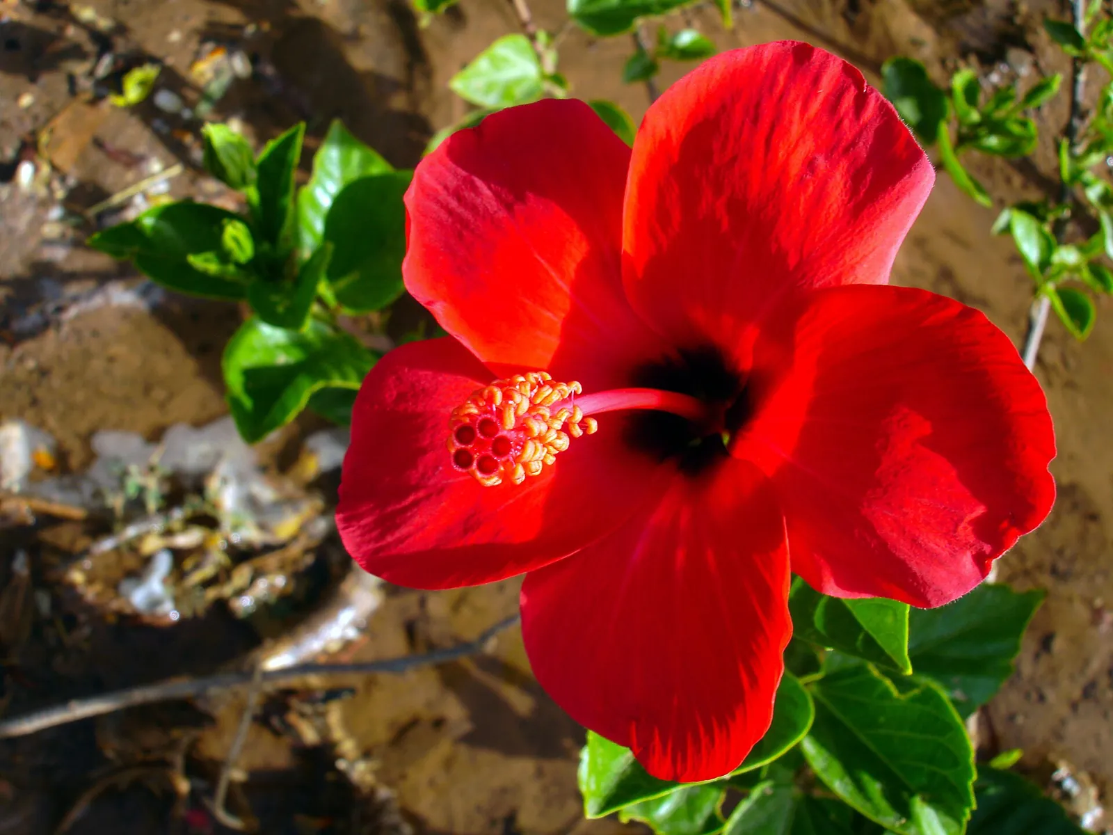 Site İçi SEO konusunu açıklayan fotoğraf